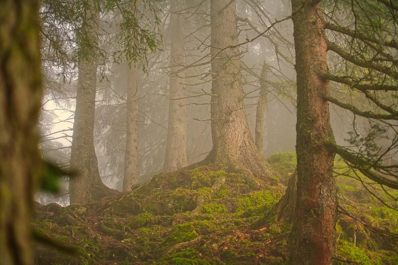 Dark forest